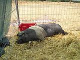 FieraBestiane (6)